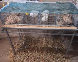 Ovos Galados de Codorniz Coturnix Japonesa