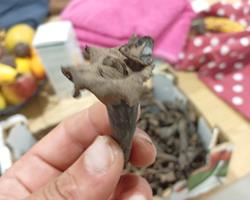 Cantarelos Cornicopoides – Trompeta-Preta (Craterellus cornucopioides)