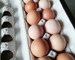 Ovos de galinhas criadas ao ar livre - 12 ovos
