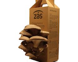 Kit Zás - Cogumelos Ostra