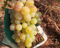 Uva Fresca: Moscatel Graúdo (Bio)