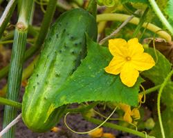 Pepino Doce