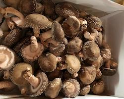 Cogumelos Shiitake Frescos