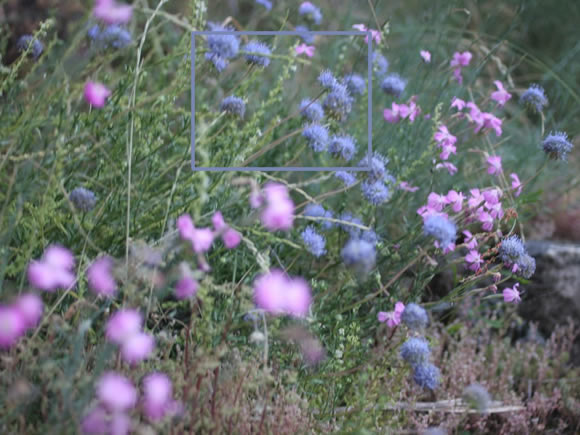 Botão-azul