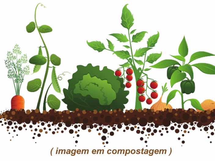 Couve Chinesa Tudo O Que Precisa De Saber Plantas A Z