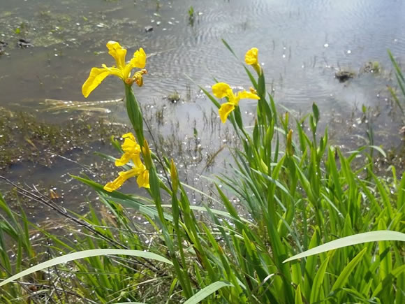 lírio-amarelo-dos-pântanos (Iris pseudacorus) , tudo o que precisa de saber  | Guia Plantas A-Z