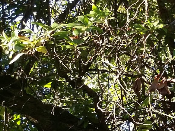 Medronheiro