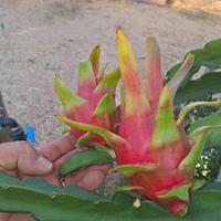 Contatos do H.A.Tropical fruits