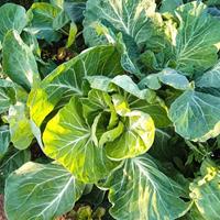 Contatos do RJMG Hortaliça