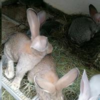 Contatos do Sergio da Silva Esteves Esteves