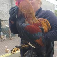 Contatos do Kintal Vivo de Julio Rocha