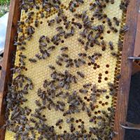 Aristides Menes Rumor