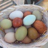 Contatos do Pedro Silva