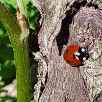 Luís, Monte da Paneira