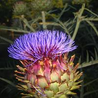 Ribeiro dos Pomares - Produtos da Horta e da Serra