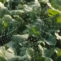 Luís Filipe Rodrigues